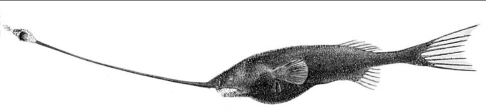 Gigantactis vanhoeffeni_01.jpg